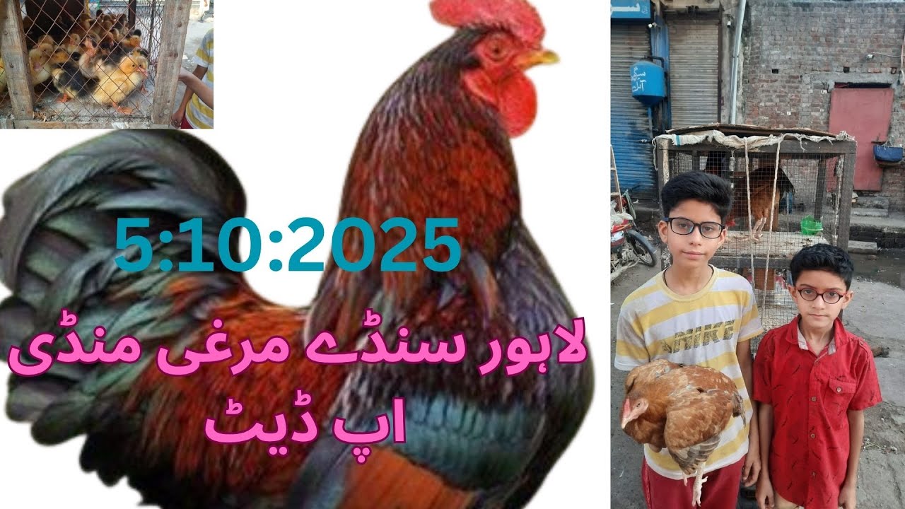 Lahore Sunday Dasi Murghi Mandi pakistan