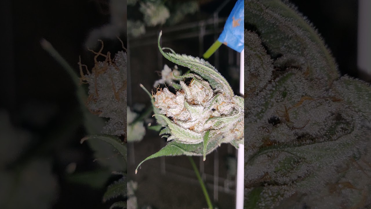 GROWING WEED INDOOR - WEEK 9 FLOWER - HARVESTING AND DRYING