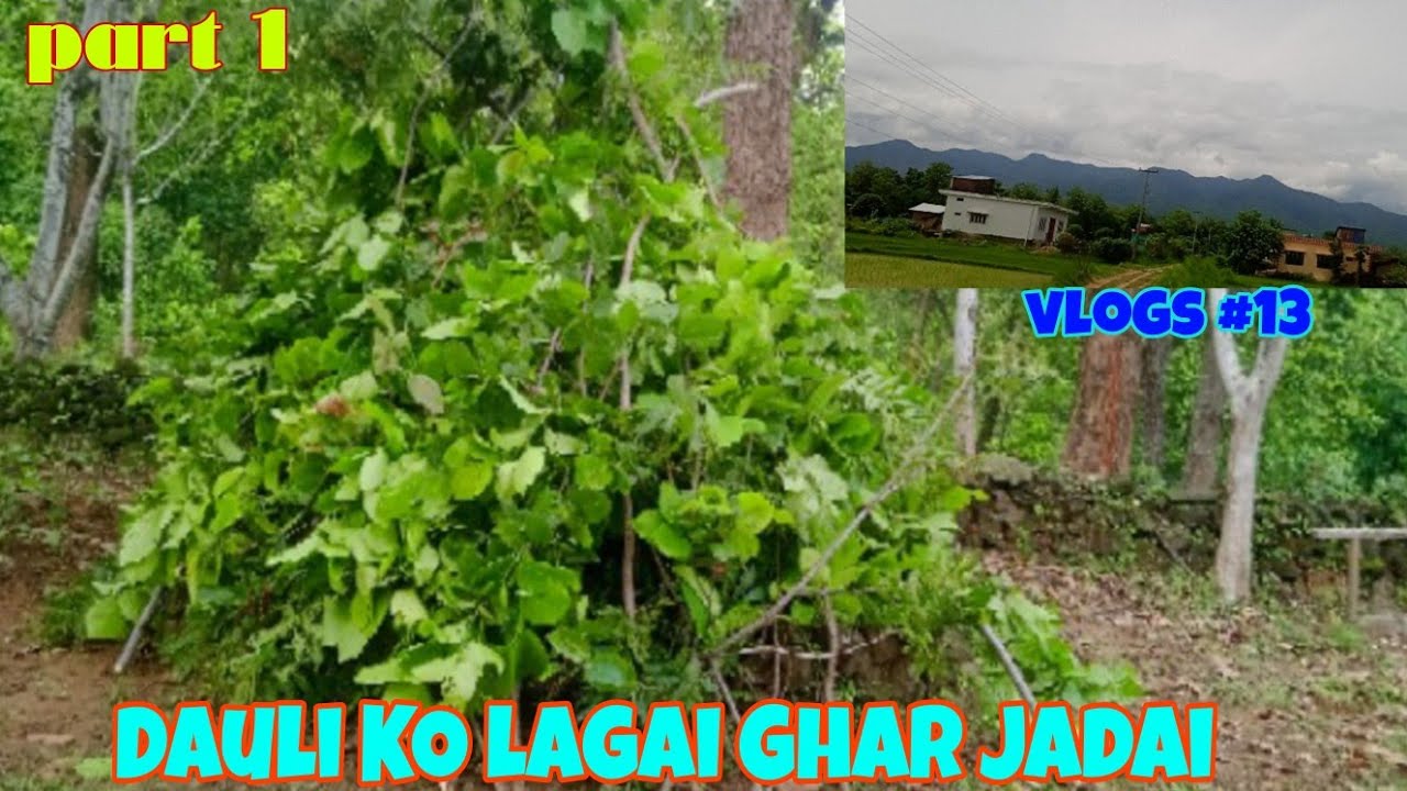 Dauli KO lagai Ghar jadai [ Ashim_AS_Vlogs ]