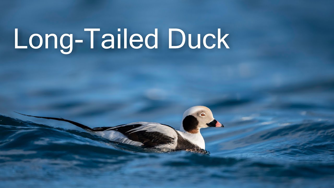 Long-tailed duck. Varanger, Norway
