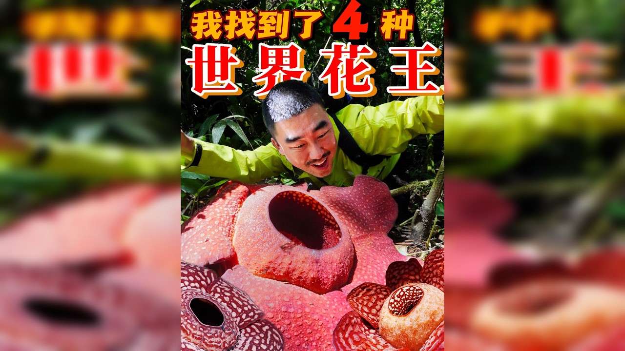 世界最大的花背后，居然藏着凄惨爱情故事？
