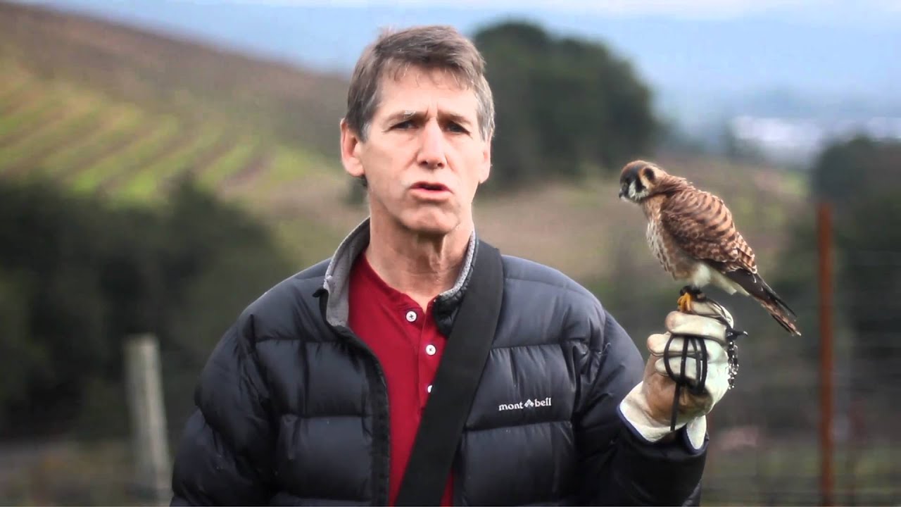 Vineyard Falconry- January 14, 2011