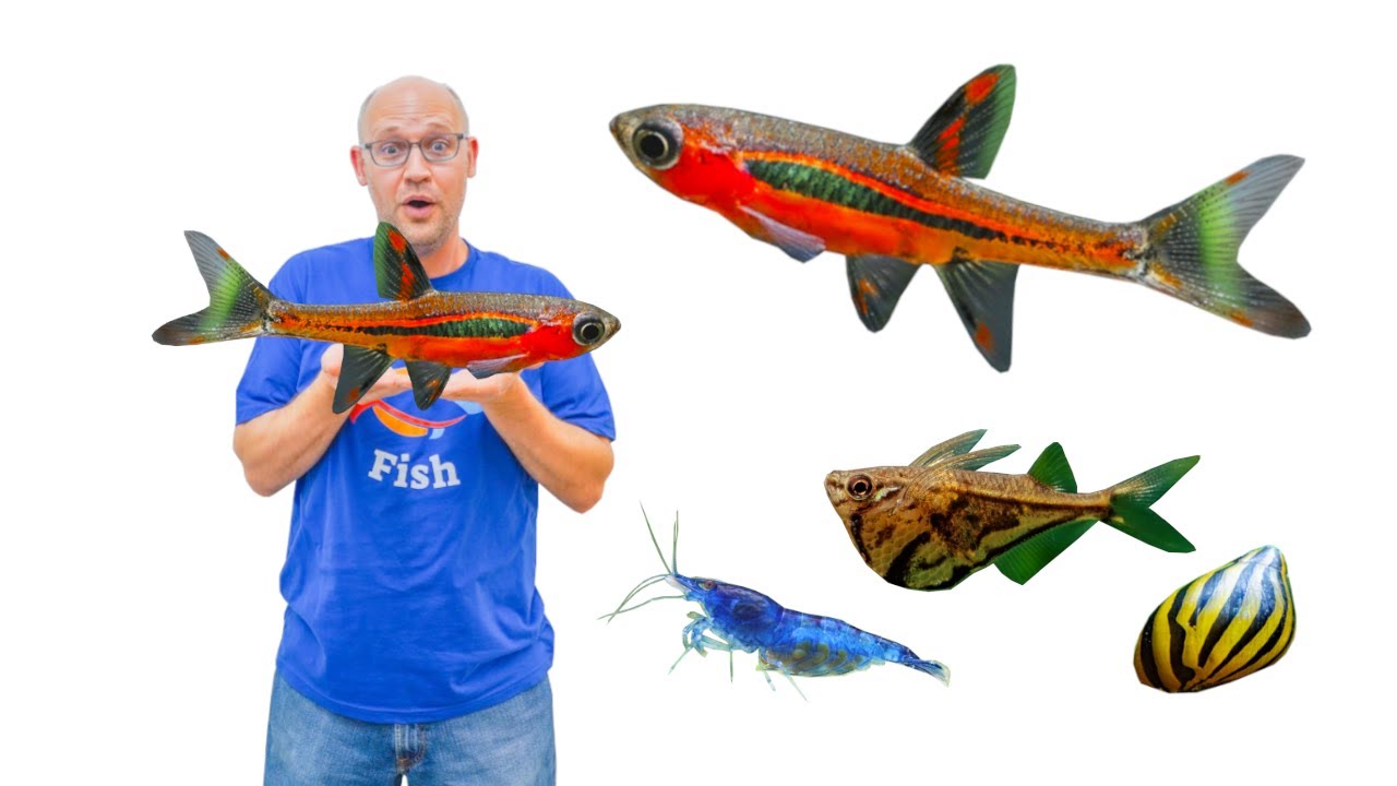 Chili Rasbora & 13 great Tank Mates to go with them