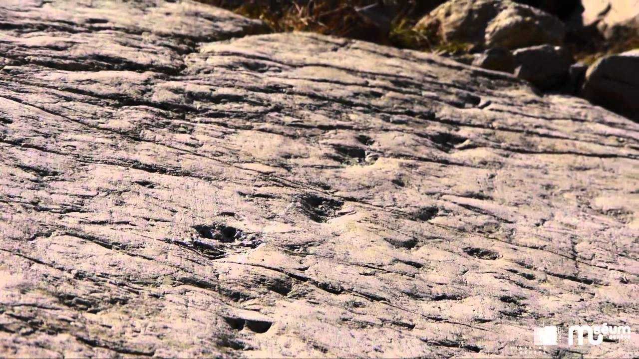 Découverte d'empreintes fossiles de 240 millions d'années dans les Alpes valaisannes