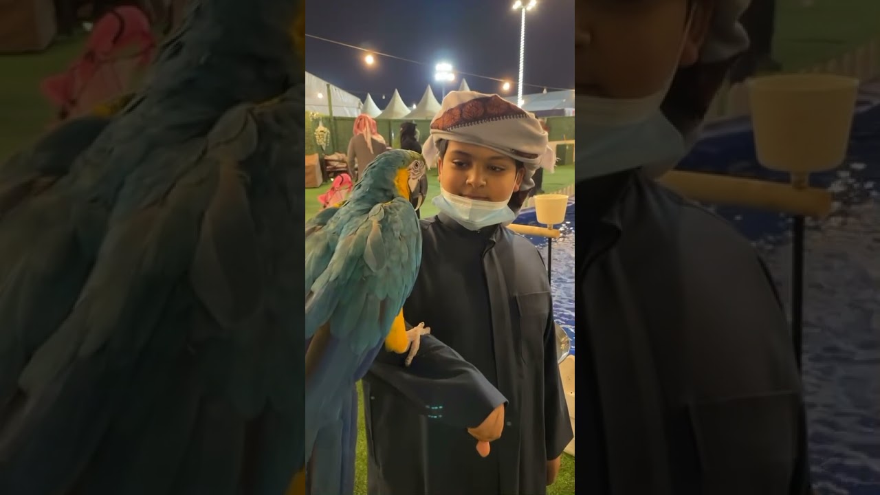 مهرجان ربيع النعيرية 20