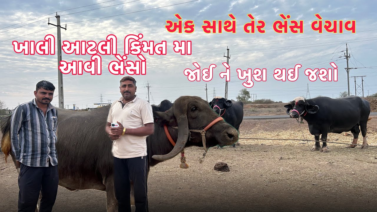 ખાલી આટલી કિંમત મા આવી ભેંસો જોઈ ને ખુશ થઈ જશો એક સાથે તેર ભેંસ વેચાવ દૂધ ના હાંડા ભરે એવી ભેંસો