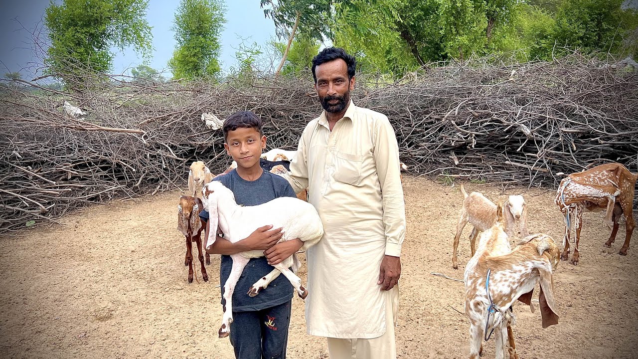 My New Goat 🐐😍 | New Bakra Laa Liya 😍 | Dawood Sabir Vlogs