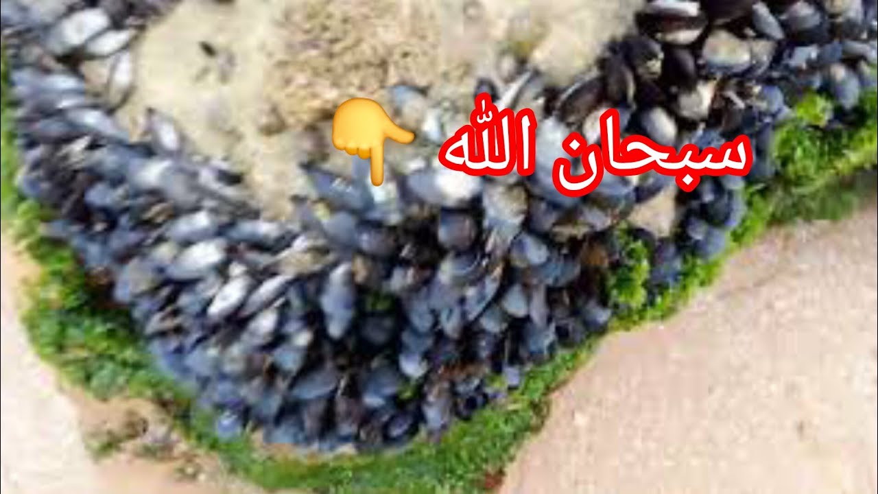 من بين صخور شاطئ  البدوزة باسفي 🌊🇲🇦 منظر متصدقش 🤯