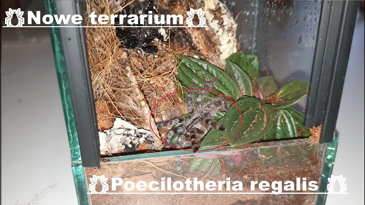🕷️Nowe terrarium dla Poecilotheria regalis 🕷️