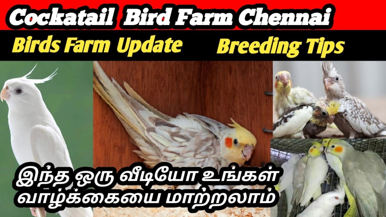 Cockatiel Bird Farm birds Breeding Tips | Best Food | Best Diet | Cockatiel Birds | Aaa Bird Boss