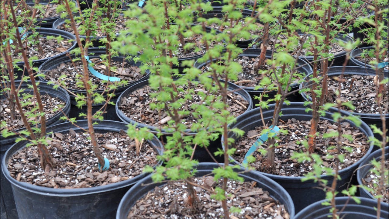 Fast Growing    Small Dawn Redwood Trees