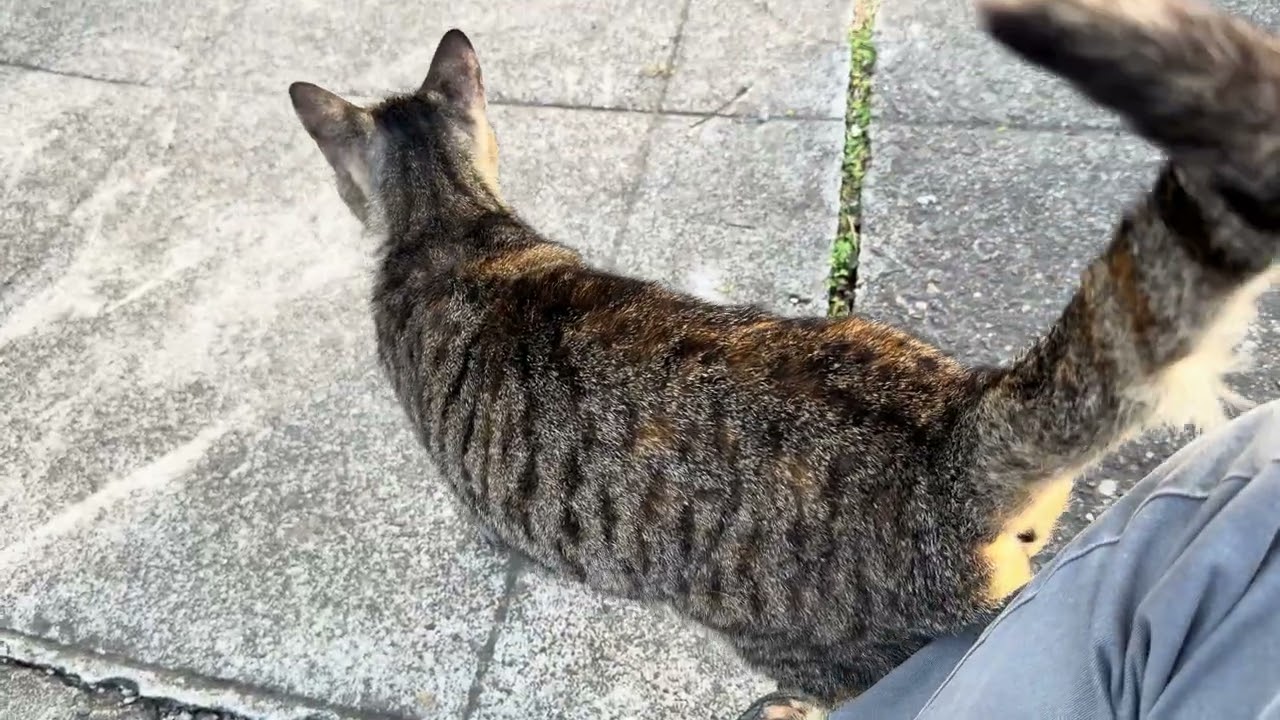 20260207 中興新村 貓貓
