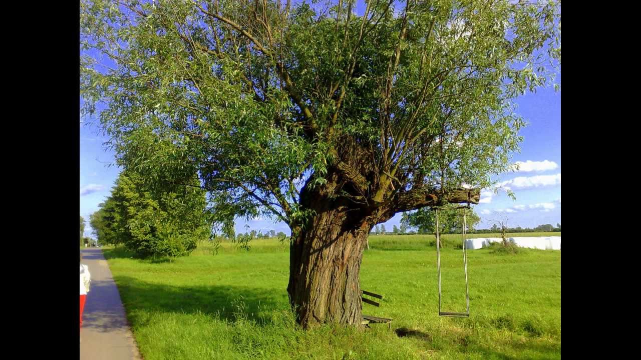 TAM  GDZIE  SĄ  ŁĄKI  ZIELONE.