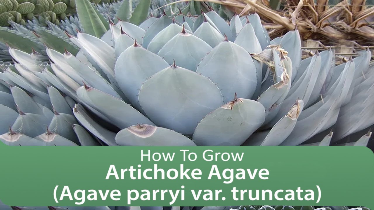 How To Grow Artichoke Agave (Agave parryi var. truncata)