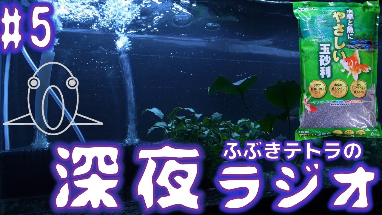 深夜のふぶきテトラのラジオ5回目。ピンクレモンが教えてくれた逆の法則。テトラが死ぬ環境を構築、神ソイルの検証結果他【ふぶきテトラ】