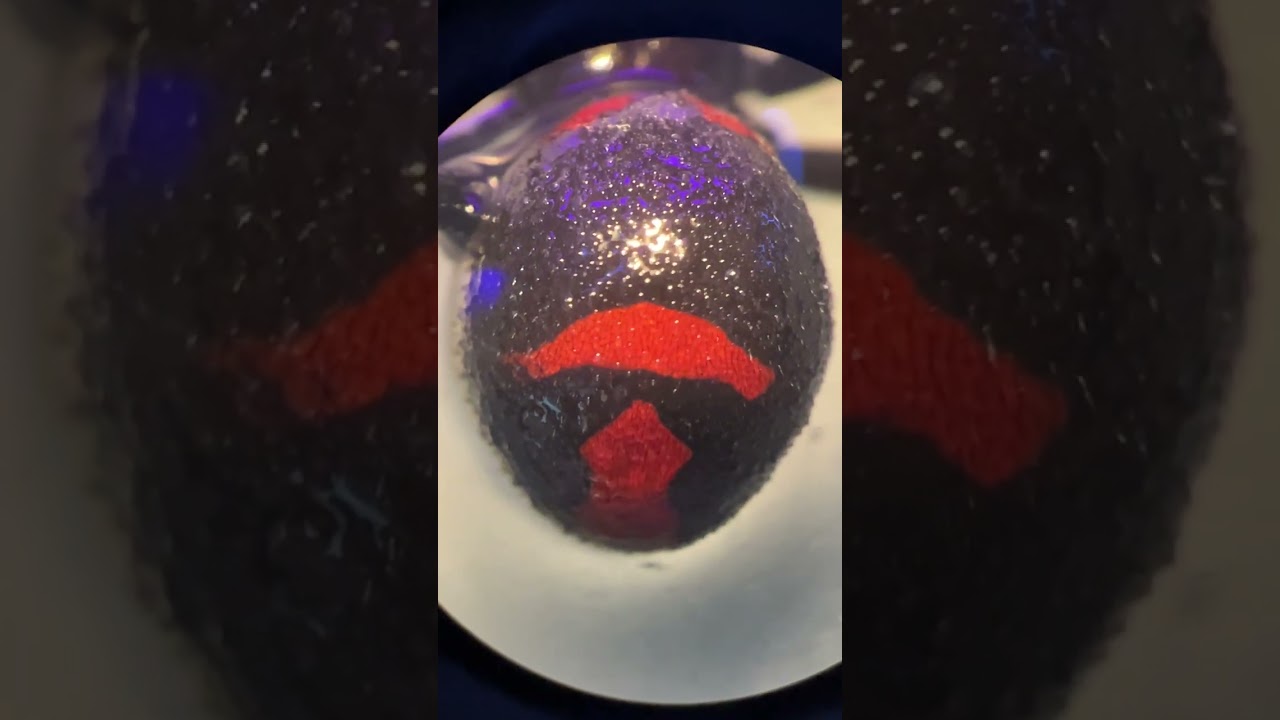 🕷️ VIUDA NEGRA BAJO EL MICROSCOPIO 🔬