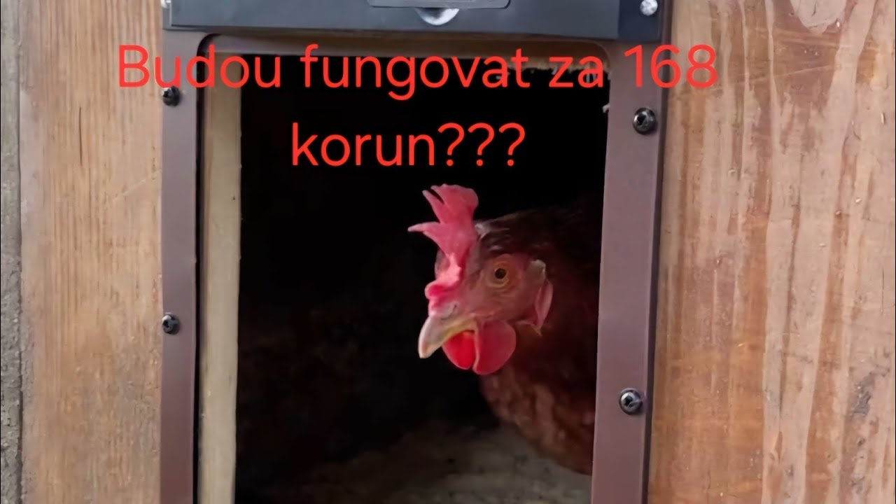 Automatická dvířka pro slepice z Temu za 168 KČ❗❗❗❗. Budou fungovat?