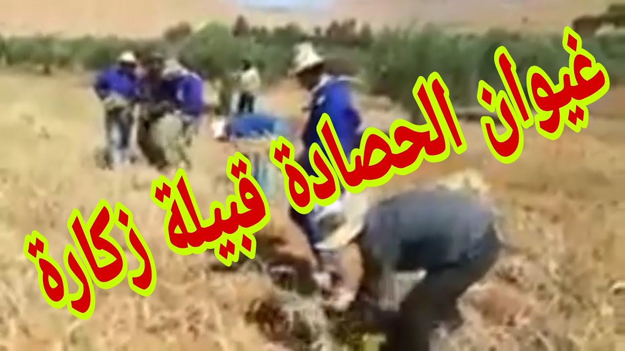 غيوان الحصادة قبيلة زكارة