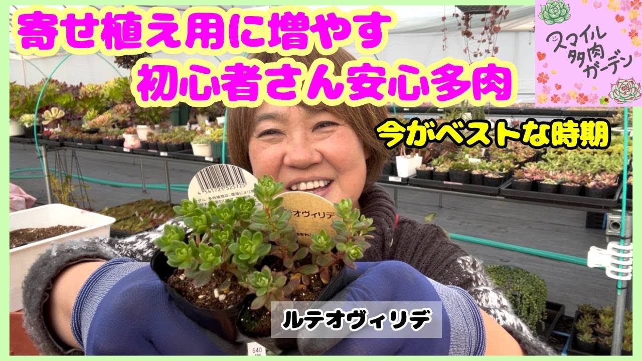【寄せ植え用多肉】今が増やし時🌱ルテオヴィリデをまとめて管理｜初心者さんにもおすすめ