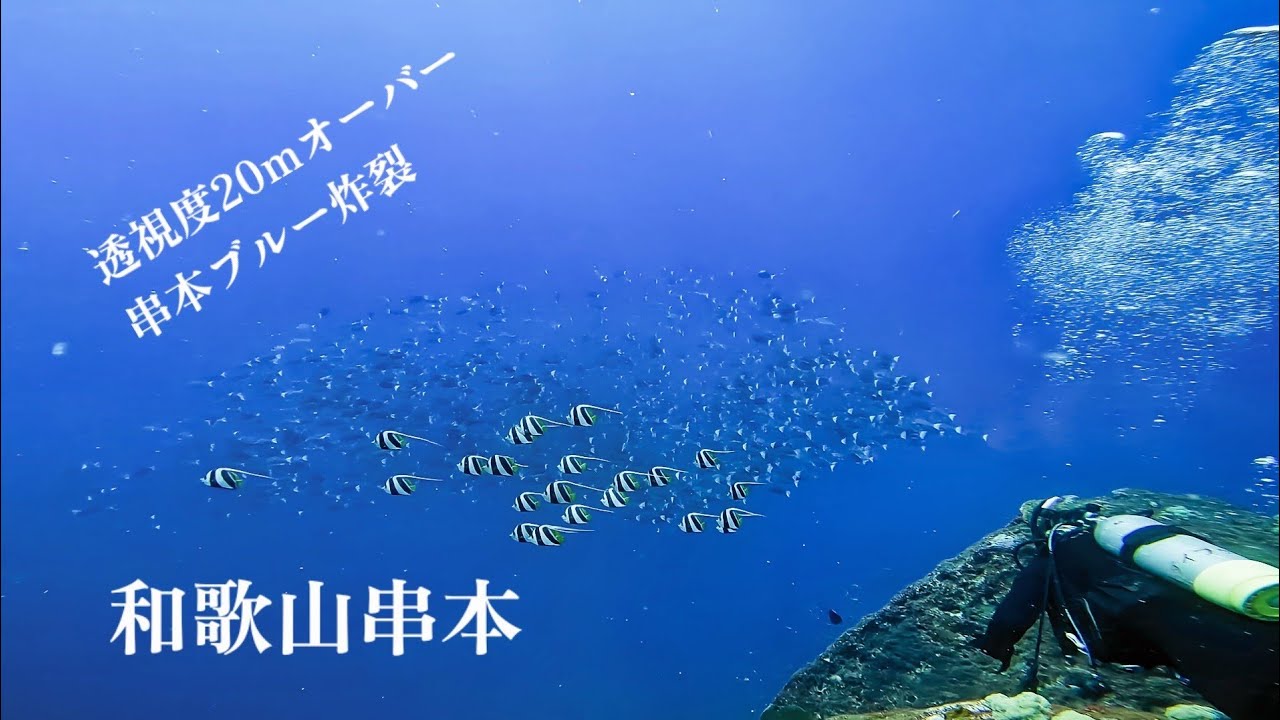 【ダイビングVLOG】和歌山県 串本/ポイント名 浅地