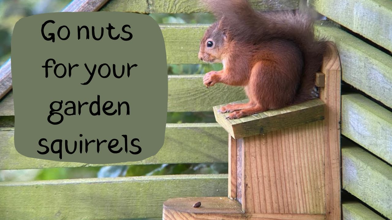 Want to encourage squirrels into your garden?