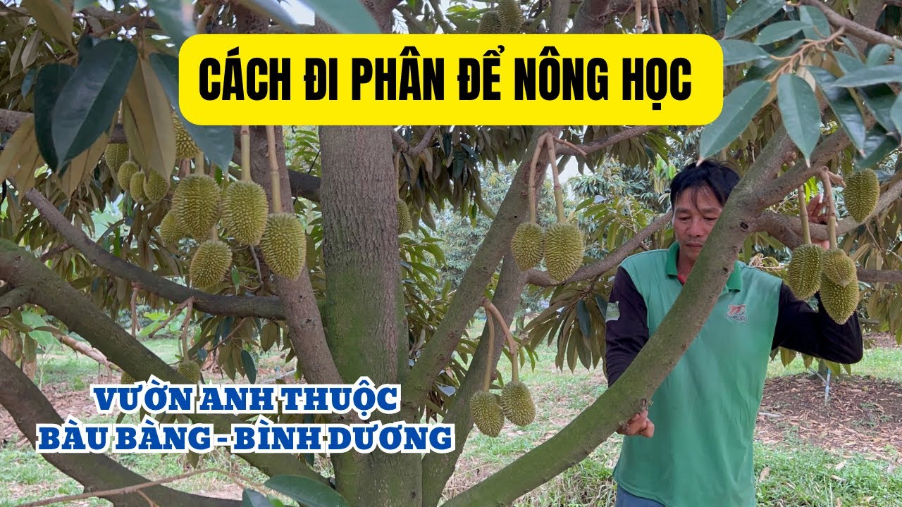 CÁCH ĐI DINH DƯỠNG CHO TRÁI SẦU RIÊNG 30 NGÀY
