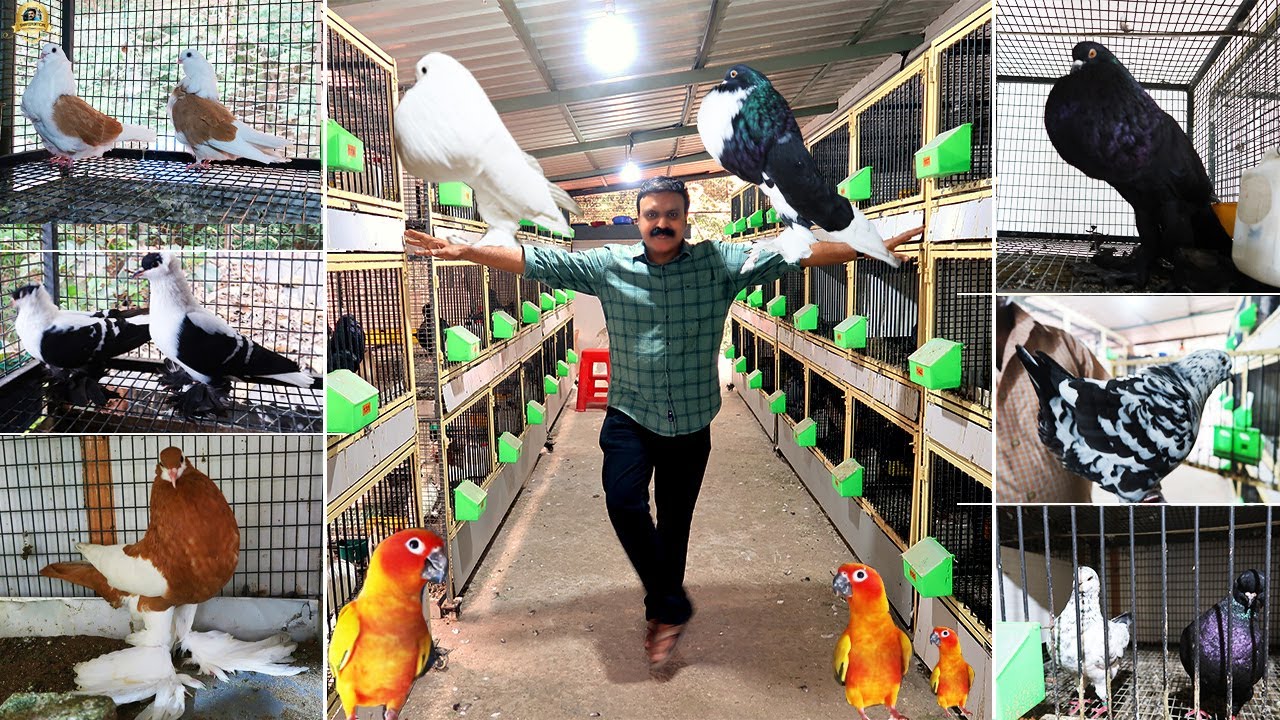 High quality competition grade Pigeons നെ കുറഞ്ഞ വിലയിൽ വാങ്ങാം കൂടാതെ sun conure  ഉം | Exotic pets