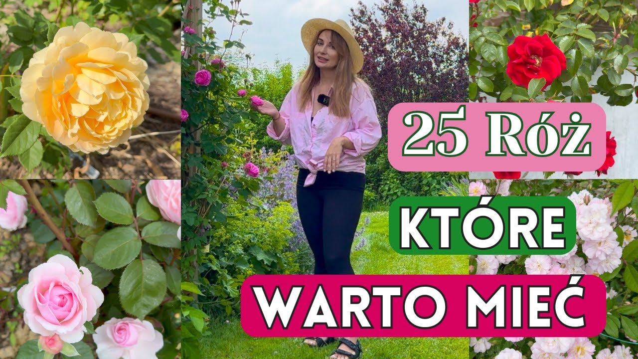 25 SUPER RÓŻ, CZYLI PRZEGLĄD ODMIAN KTÓRE WARTO MIEĆ W OGRODZIE
