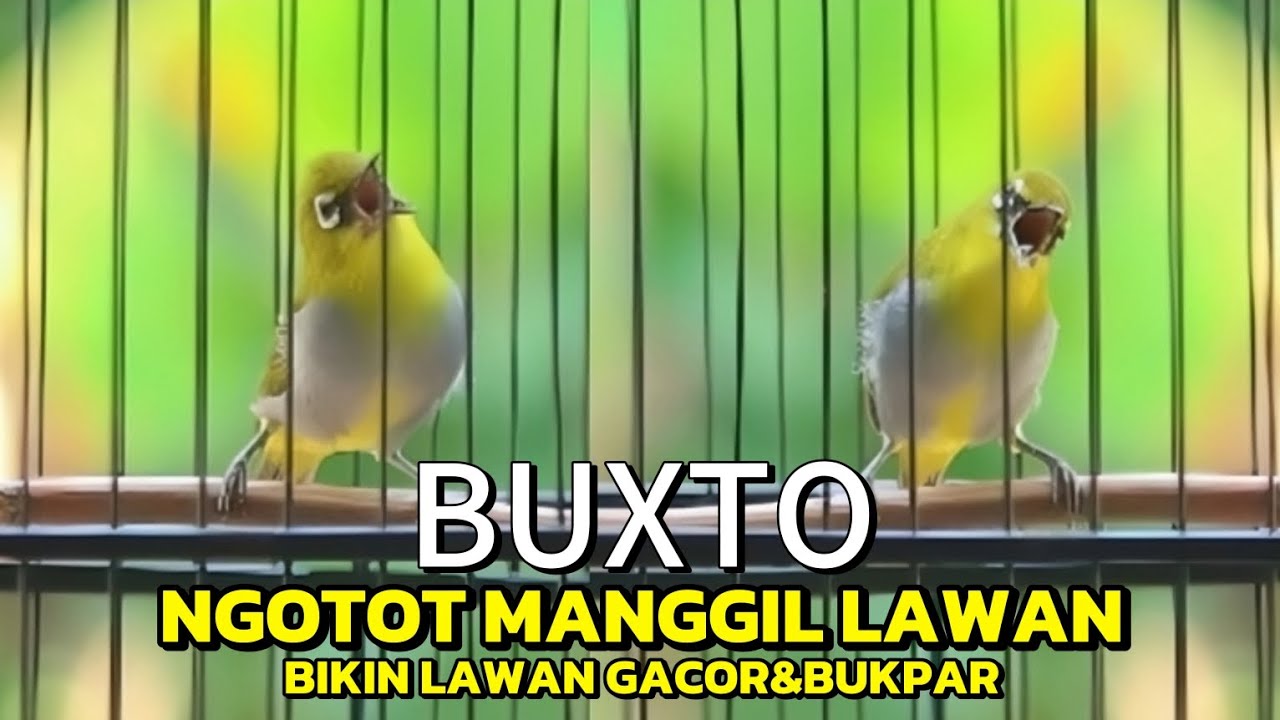 PLECI NGALAS MANNGGIL LAWAN COCOK BUAT MENAIKAN EMOSI PLECI LAIN🔥