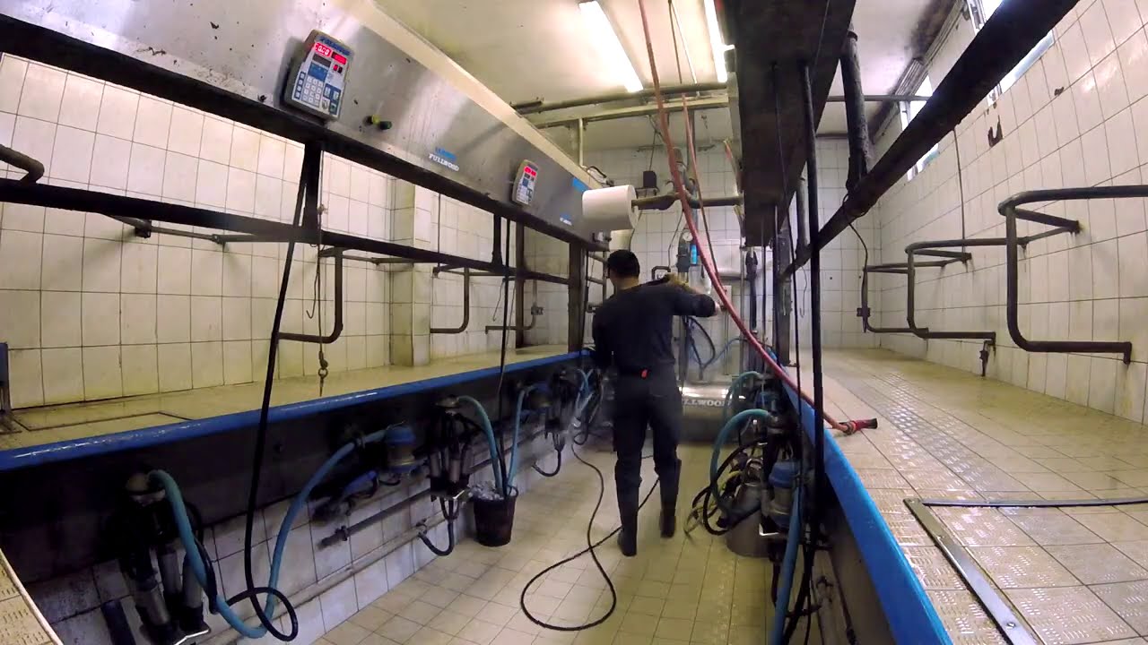 Where We Milk Our Cows | Milking Parlour on a Small Dairy Farm