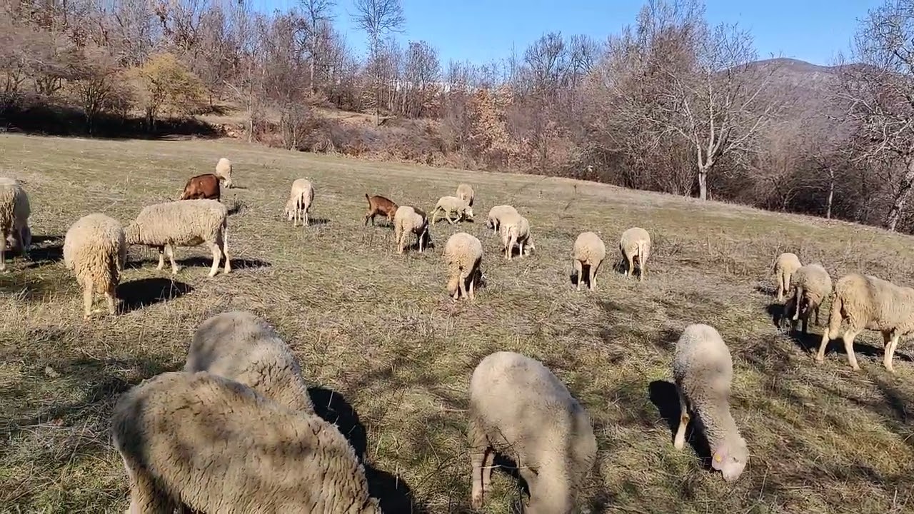 Turski kangal cuvar stada.