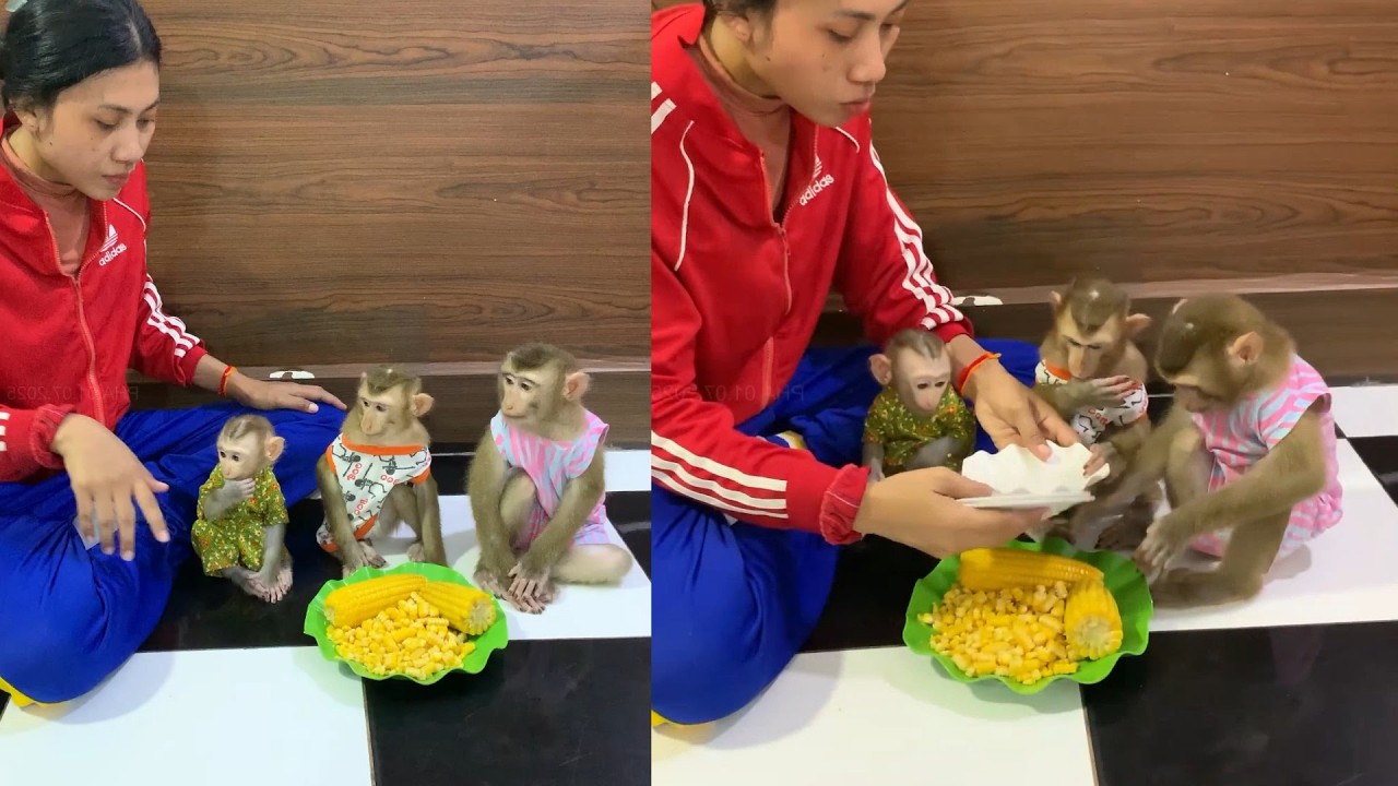 Corn Feast! 🌽 3 Dressed-Up Baby Monkeys Share a Sweet Yellow Snack