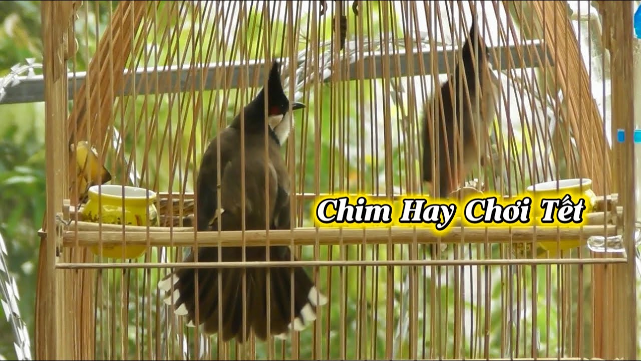 8.2 - 7 Chú Chim Cực Hay Chia AE Chơi Tết / Nết Hay Bộ Đẹp Toàn Diện Sứng Đáng Đào Tạo
