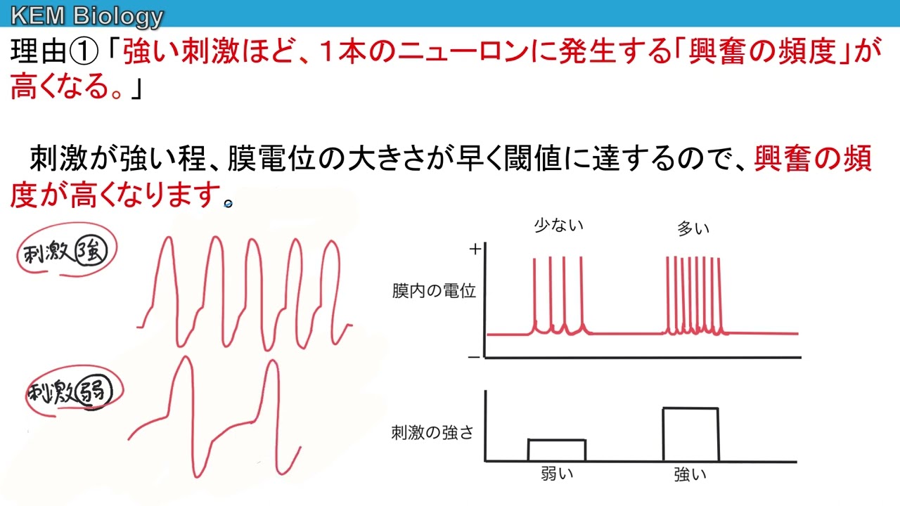 高校生物「全か無かの法則」