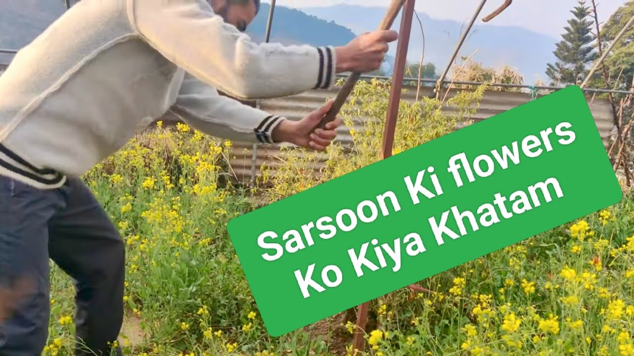 🌅 Suba Suba Kheti Ka Kaam || Daily vlogs || Jaffer Sab Vlogs 