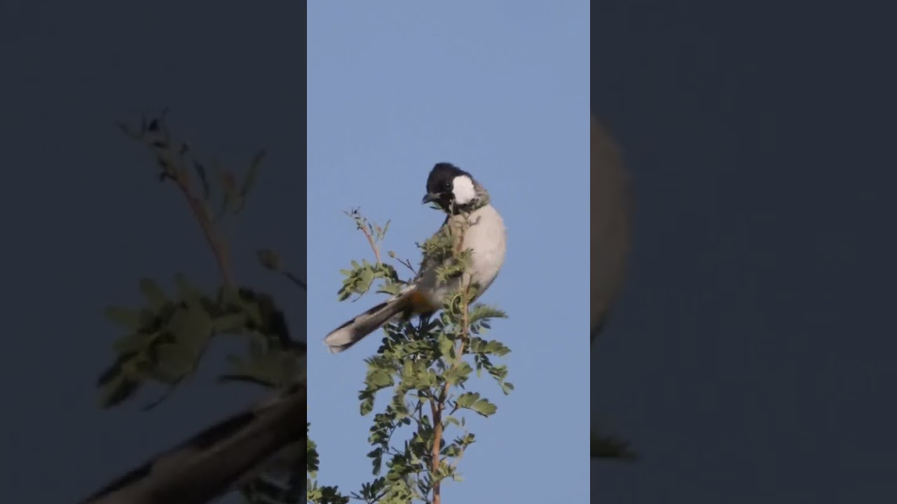 White-eared Bulbul Singing #shorts