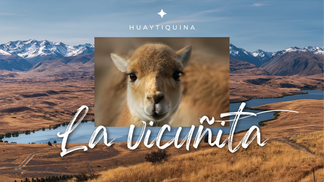 LA VICUÑITA