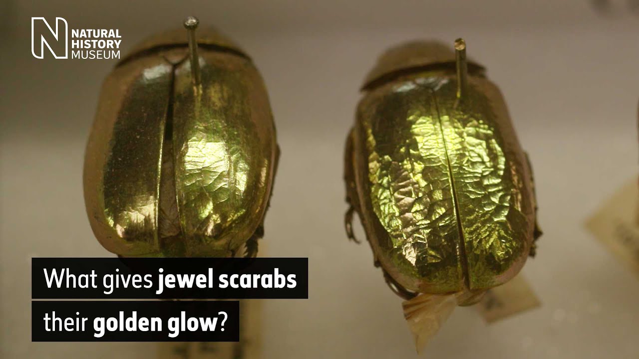 What gives jewel scarabs their golden glow? | Natural History Museum