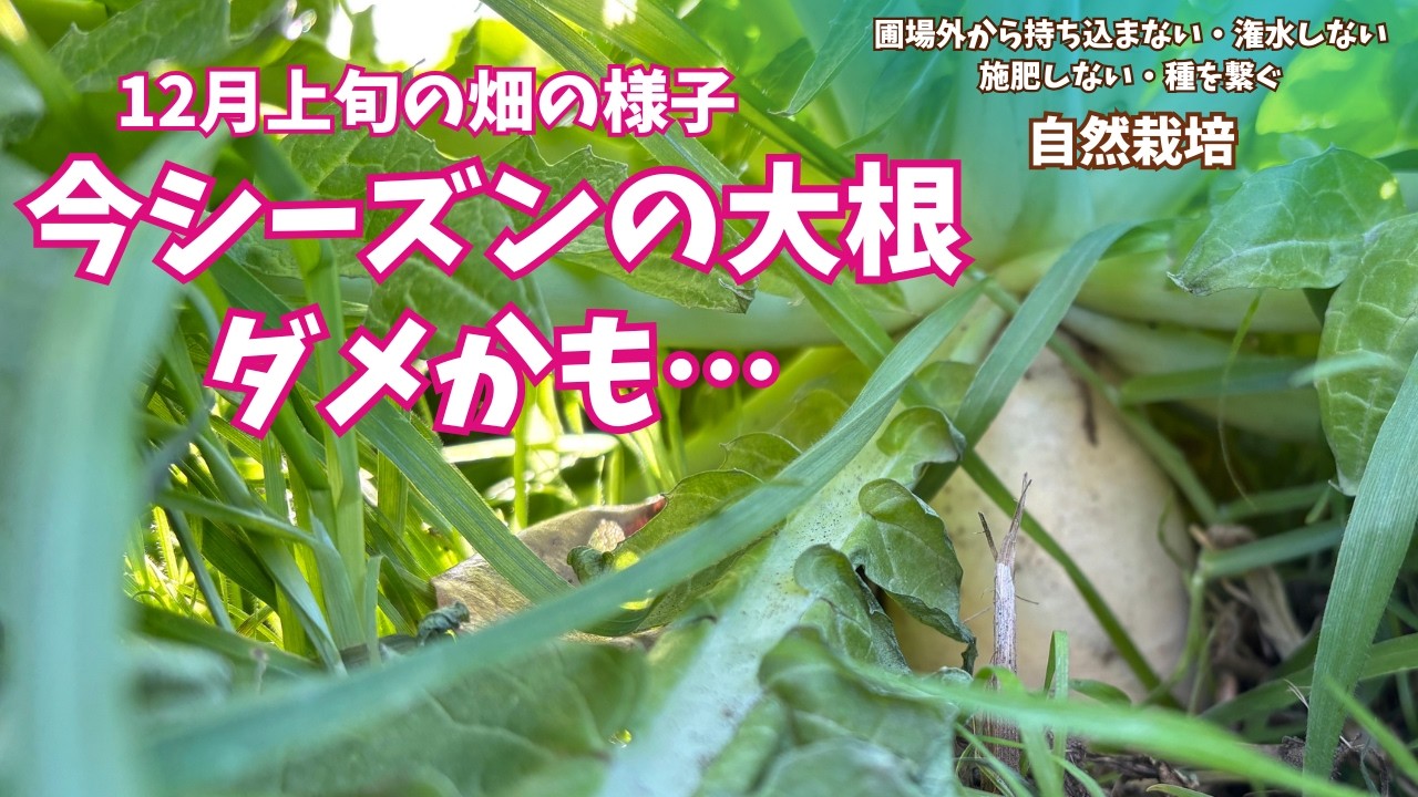 【冬野菜】生産者が伝える生育レポート。不耕起栽培の畝の様子も公開！