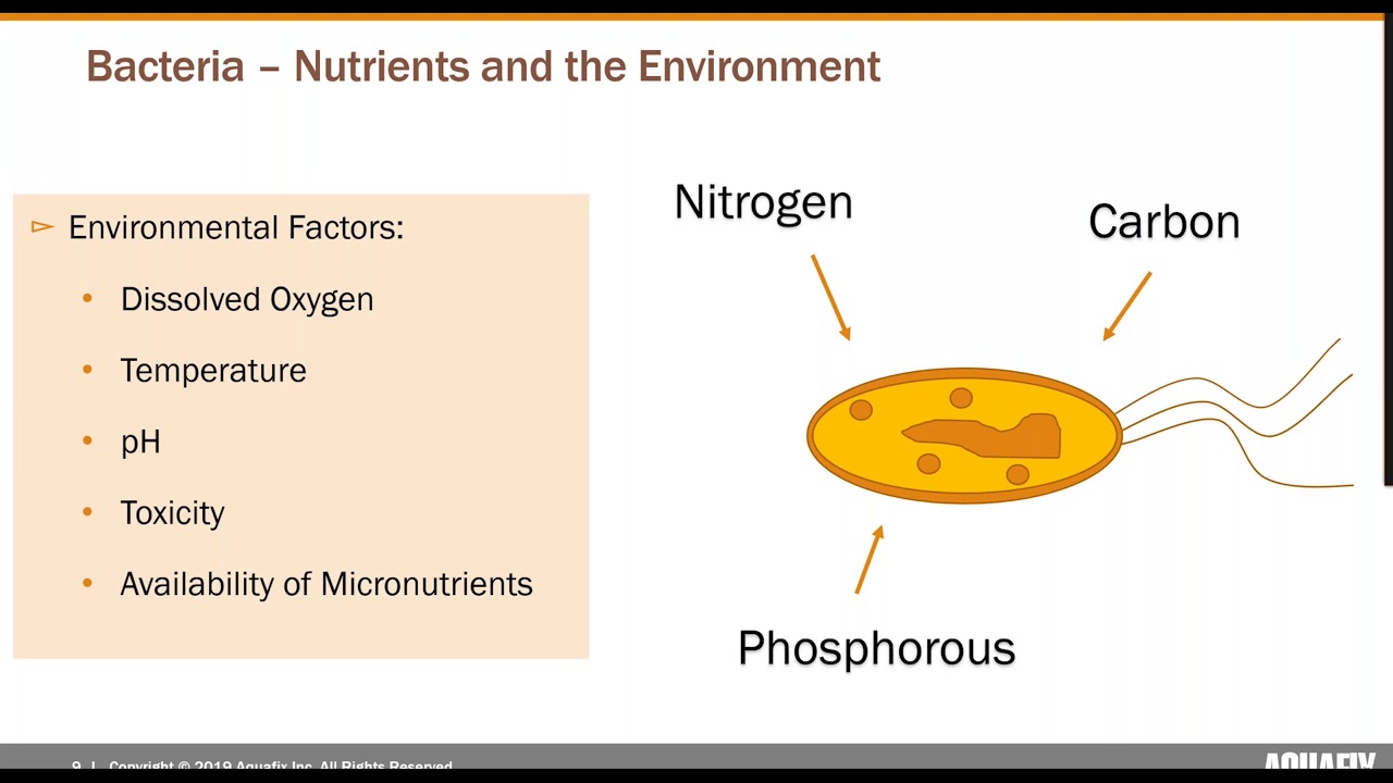 Protozoa, Metazoa, and Building Good Floc