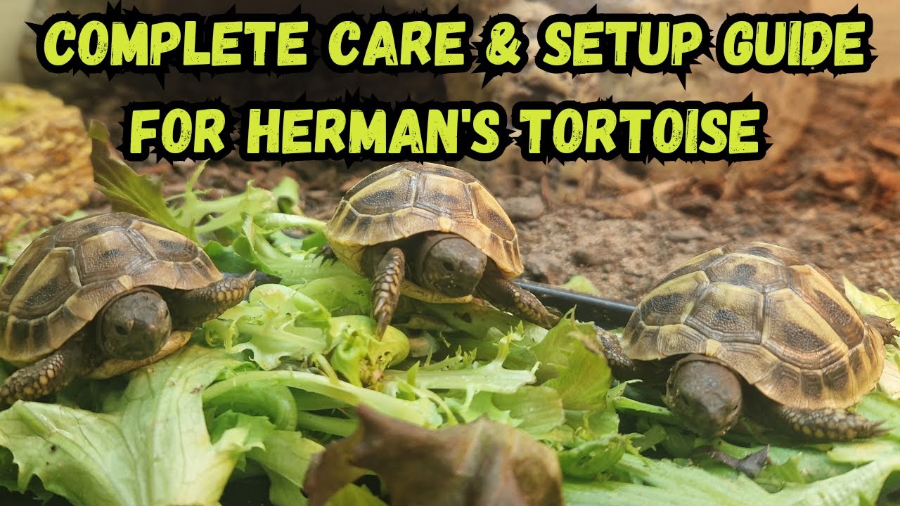 Уход за черепахами Hermann's Tortoise — это просто | Полное руководство по уходу и содержанию