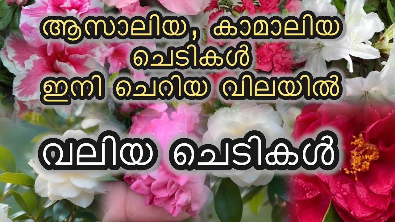 camelia &azaliya ചെടികൾ ചെറിയ വിലയിൽ നിങ്ങൾക്കും സ്വന്തമാക്കാം #viralshort #gardening #gardenplants