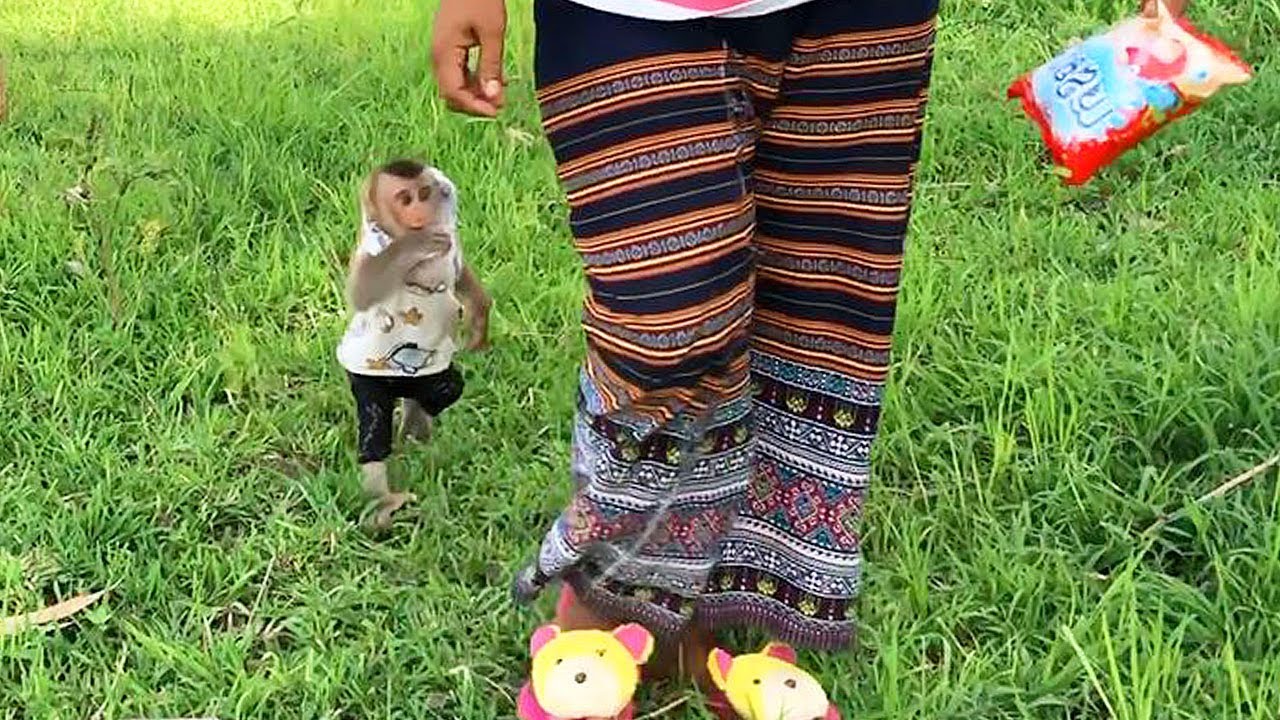 So Adorable Baby! Jason Walk Fast Follow Mom To Dig Potatoes At Field