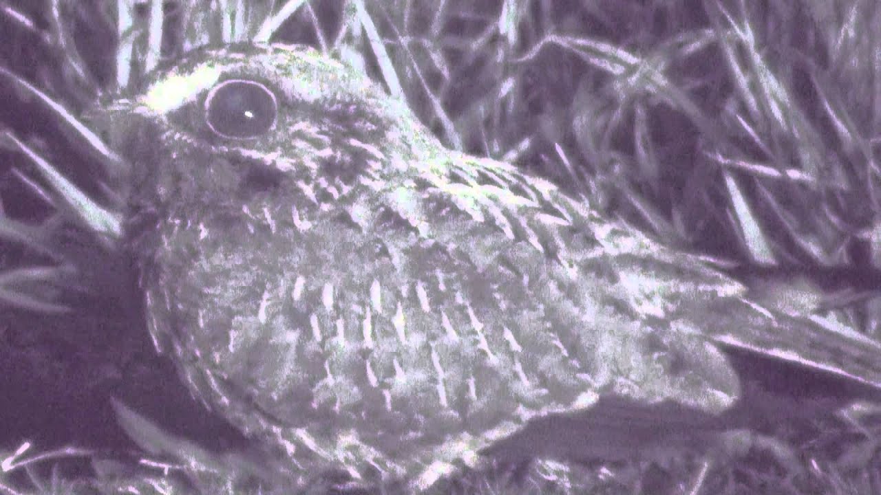 Atajacaminos ala negra (Eleothreptus anomalus)
