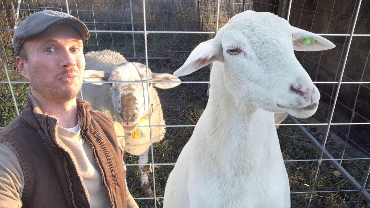 Using Sheep to Clear Brush