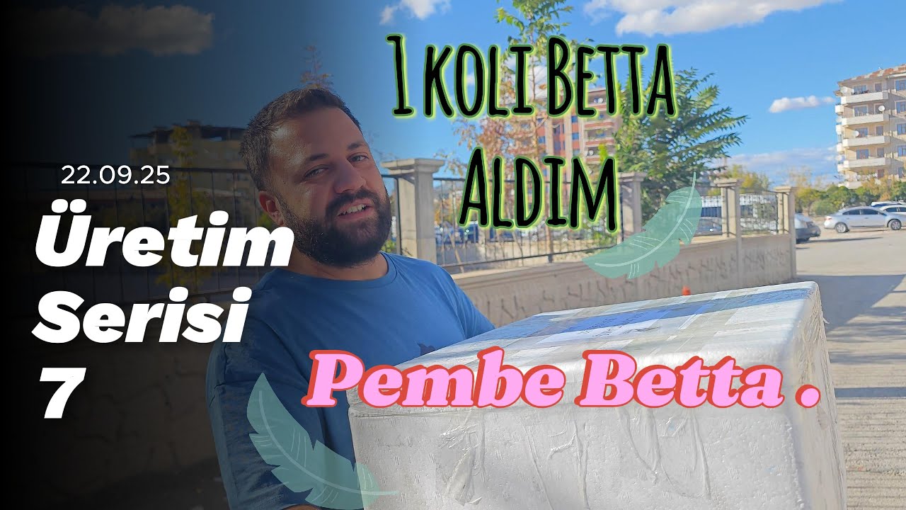Dişi Beta Yumurta Döktü! + Sürpriz Pembe Betalar Geldi 😍🐠 | Beta Üretim Serisi #7