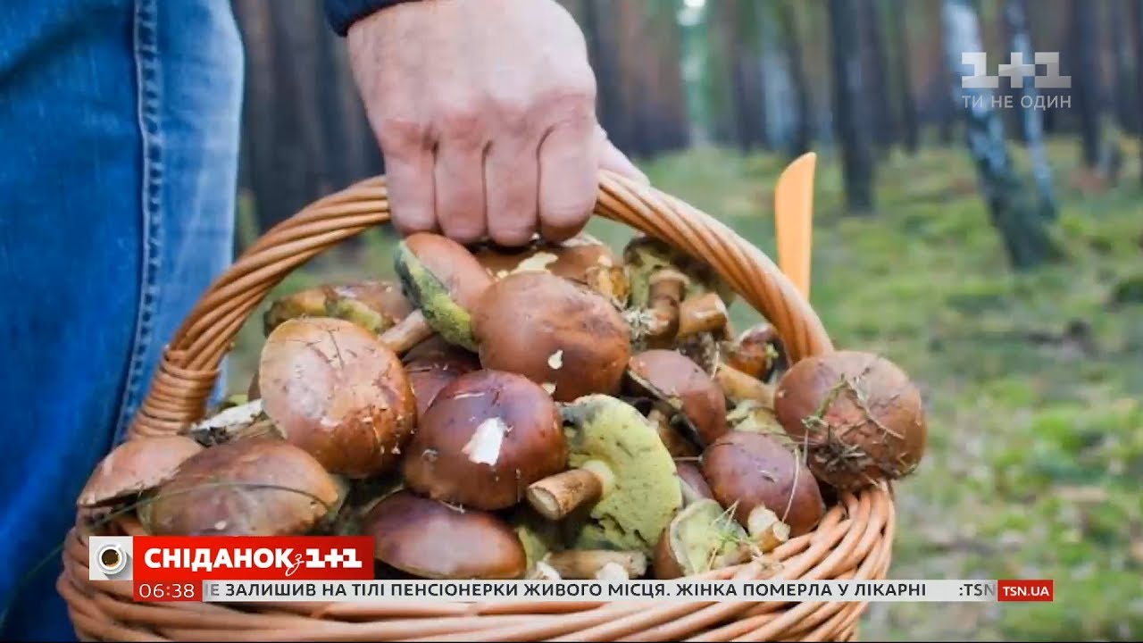 Чем грибы полезны для здоровья