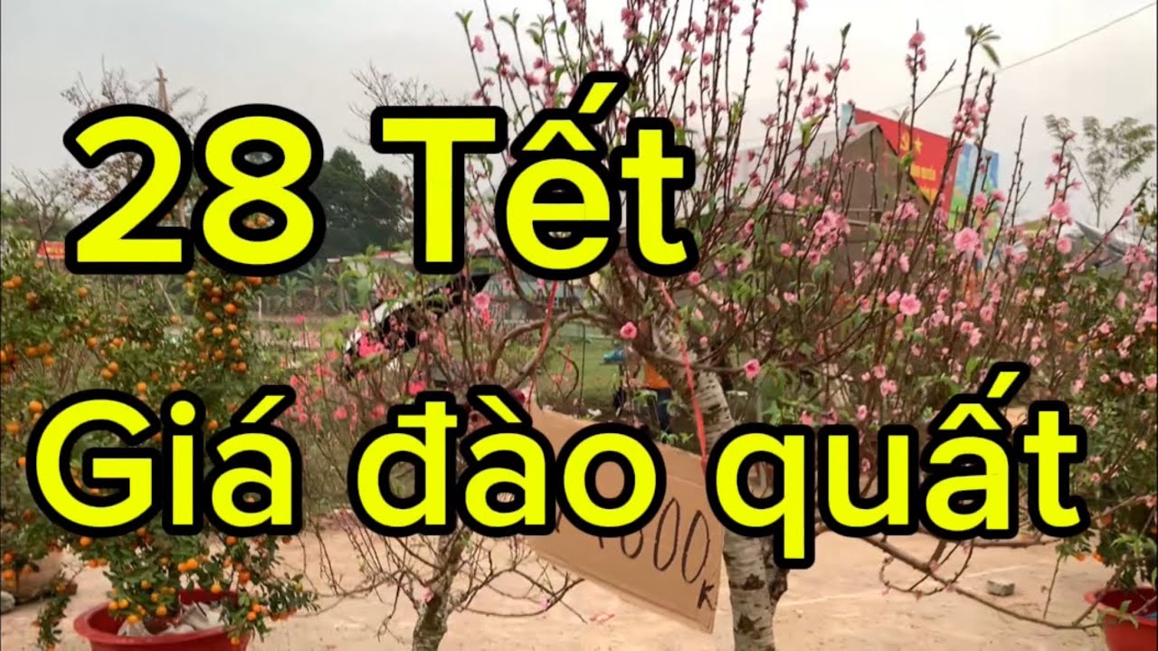28 Tết giá đào quất ra sao 