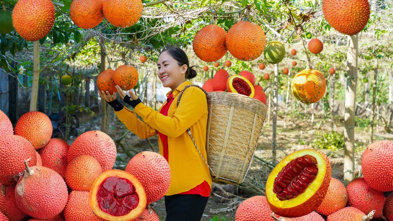 Harvest SWEET GOURD goes to the market sell - Cooking | Emma Daily Life