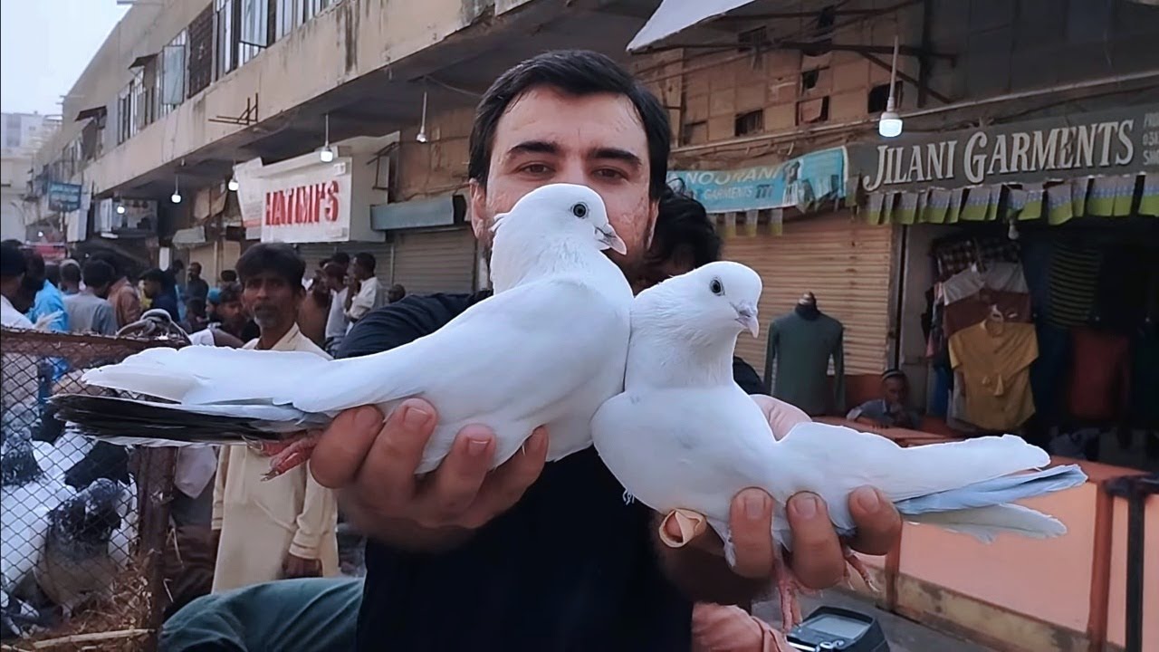 Highflyers Indian Pigeons in Sunday Saddar Market Karachi Latest Update 5-11-2023 in Urdu/Hindi